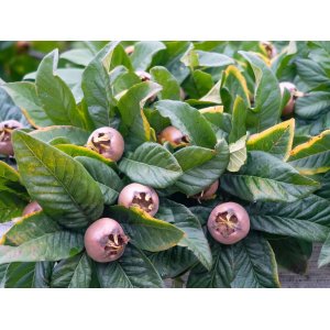 Mišpuľa (Mespilus Germanica) ´NOTTINGHAM´ - výška 160-200 cm, kont C15L, obvod kmeňa 8/10 cm